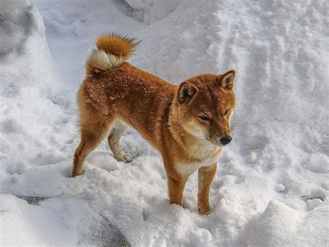 Hd Wallpaper Short Coated Dog On Snow Shiba Shiba Inu Shiba In The