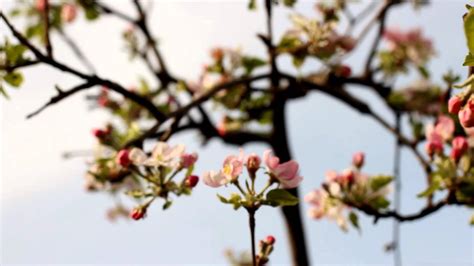 Apple Tree Buds In Spring Camera Movement Nature Videos