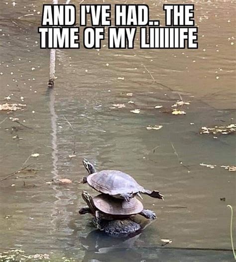 Turtle On Desert Meme