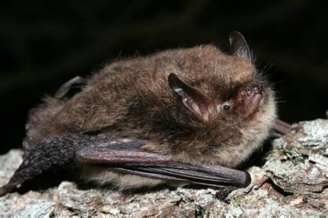 Uk Bats Types Of Bats Bat Conservation Trust