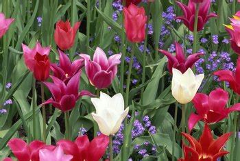 Maybe you would like to learn more about one of these? Must You Dig Up Tulip Bulbs and Replant Every Year? | Home ...