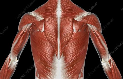 Female head and torso muscles 3d model. The muscles of the upper body - Stock Image - C008/1641 - Science Photo Library