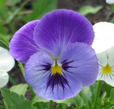 Filepansy Flower Wikimedia Commons