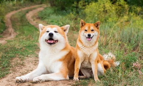 10 Types Of Japanese Dog Breeds Az Animals