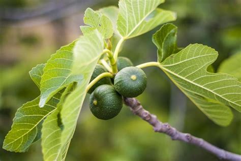 Fig Tree Varieties Ehow