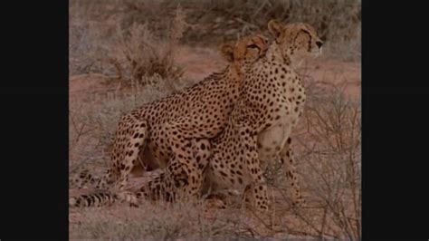 Cheetah Mating Youtube