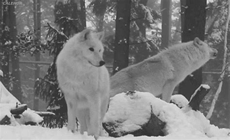 White Wolf GIFs Find Share On GIPHY