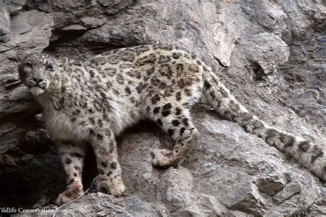 Snow Leopards Return Brings Hope To Remote Afghan Region South China