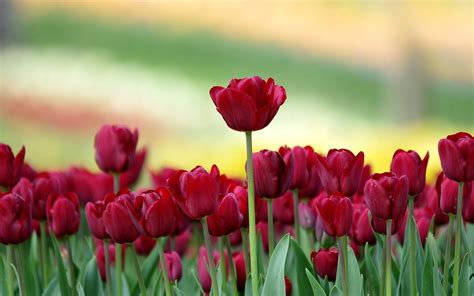Tulips Hd Wallpapers Top Free Tulips Hd Backgrounds Wallpaperaccess