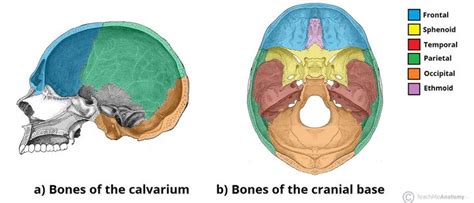 Bone Anatomy Of Head Human Anatomy Body In 2021 Anatomy Bones