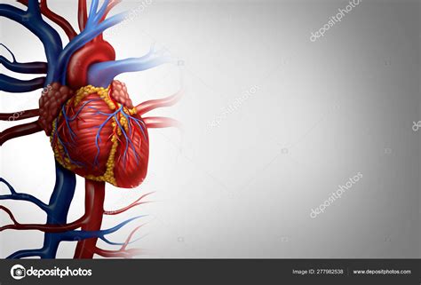 Human Heart Background Stock Photo By ©lightsource 277982538
