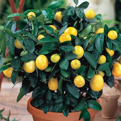 7 Best Dwarf Fruit Trees You Can Grow In Your Garden Plant