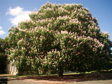 Aesculus Indica Indian Horse Chestnut Flowering Tree Plant Garden