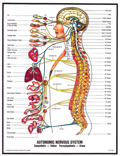 ← integumentary system — human physiology — senses →. Different Causes of Neuropathy and There Treatments | HubPages
