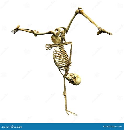3d Rendering Human Skeleton On White Stock Illustration Illustration