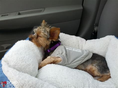 Visit petsmart's everyday dog or cat adoption centers or, at select locations, adopt a variety of small pets or reptiles. Chicago Yorkie Adoption - Oliver - ROMP Italian Greyhound ...