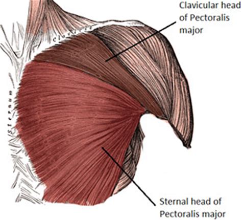 The superior vena cava (svc) is seen in the right paratracheal area, typically representing the right superior mediastinal contour. Complete Lower Pec Workout For A Bigger Chest