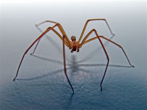 Inspiration For The Space Around You Hunker Brown Recluse Spider