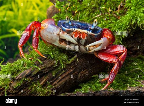 Rainbow Crab Cardisoma Armatum In Hi Res Stock Photography And Images