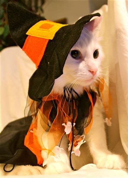 20 Cat Costumes For Halloween 2017