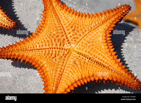 Starfish Oreaster Reticulatus Stock Photo Alamy