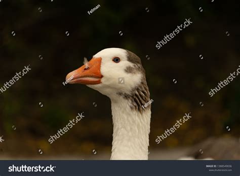 Portrait One Duck Group Ducks Waddling Stock Photo 1388549036