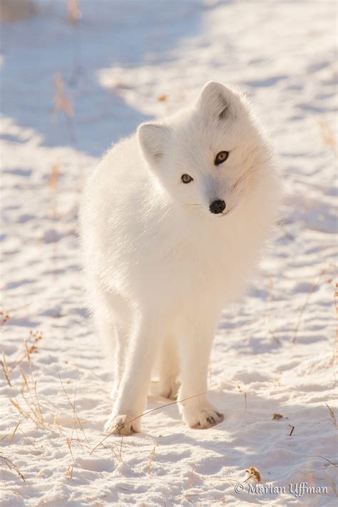 Baby Arctic Fox Wallpapers Top Free Baby Arctic Fox Backgrounds