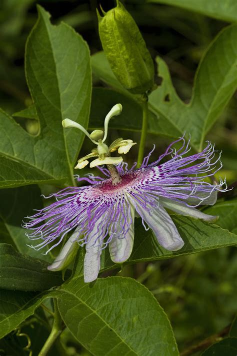 Frilly Purple Passion Flower Bloom Photograph By Kathy Clark Fine Art