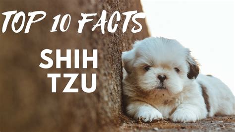 Shih Tzu Top 10 Interesting Facts Youtube Shih Tzu Puppy Dog