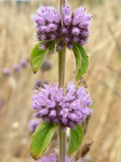 Western Usa Wildflowers Pennyroyal Mentha Pulegium