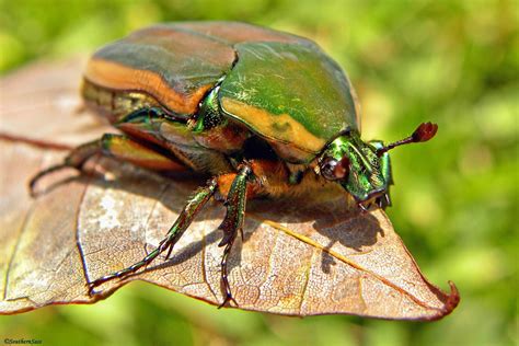 Its a Southern Thing: Beetle Bug