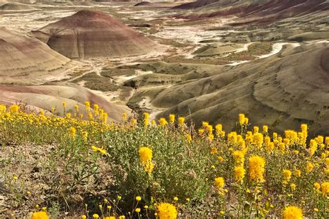 Maybe you would like to learn more about one of these? Oregon Wildflowers | Wildflower Hikes in Oregon