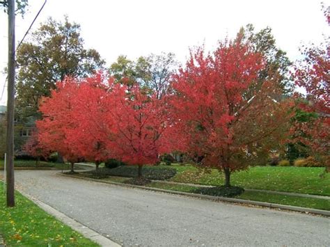 Acer R Red Sunset Tree Red Maple Tree Online Plant Nursery Plants