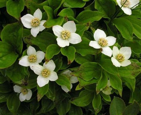 Bunchberry Wins Vote For Canadas National Flower