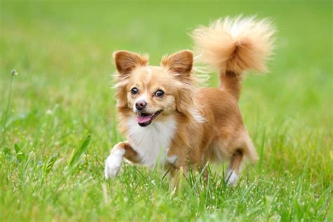 Top 10 Pictures Of Long Haired Chihuahua Puppies You Need To Know