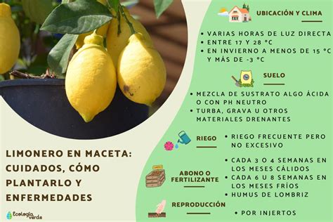 Gu A Completa C Mo Plantar Limones En Macetas Paso A Paso