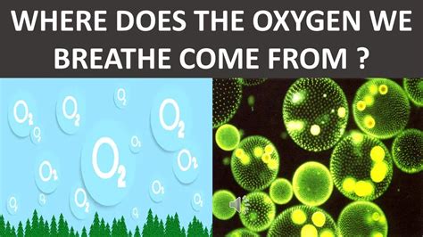 Where Does The Oxygen We Breathe Come From Science Video For Kids