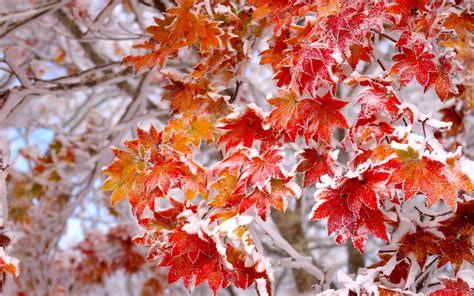 Winter Frost First Leaves Snow Autumn Desktop Backgrounds