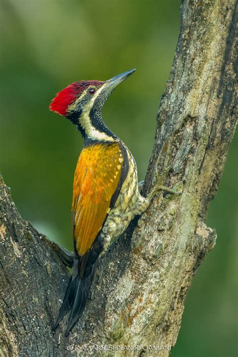 Lesser Golden Backed Woodpecker Kerala Travel Birds Weekend
