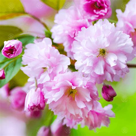 Prunus Kanzan Japanese Flowering Cherry Tree Free Delivery