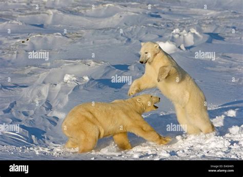 Polar Bears Wrestling And Play Fighting At Churchill Manitoba Canada