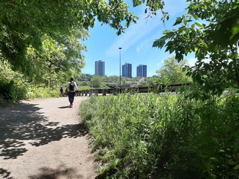 Hidden Wilderness The Ravines Of Toronto Better Right Than Happy