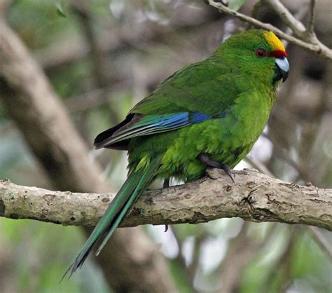 Yellow Crowned Parakeet Kākāriki New Zealand Birds Online