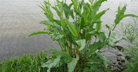 How To Prevent And Control Curly Dock Trim That Weed