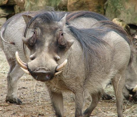 Warthog Warthog Pictures Images And Photos Amazing Animals