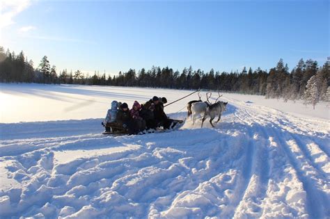 Tour To Husky Park And Dog Sledging In Murmansk 2021 2022