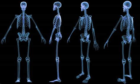 Full Body Xray Stock Photos Pictures And Royalty Free Images Istock