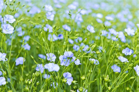 Fleurs De Lin Cultivo De Hortaliças Tipos De Lã Plantas