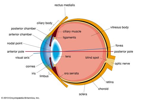 Human Eye Students Britannica Kids Homework Help