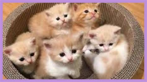 The Cutest Kittens Ever Heart Melting Kittens Top 10 Cute Youtube